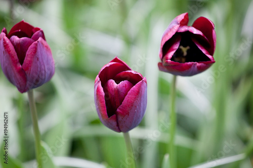 Fototapeta Naklejka Na Ścianę i Meble -  Ronaldo tulips blooming