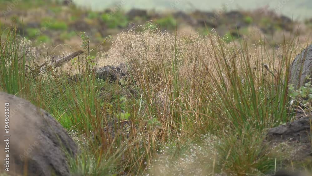 Grass and rocks Grass and rocks