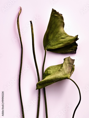 nenuphar , feuilles , rose , plante aquatique  photo