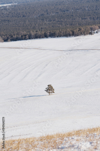 Winter landscape, a tree stand alone on white snow field with forest. Stand out of crowd
