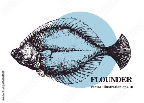 Hand drawn sketch seafood vector vintage illustration of flounder fish. Can be use for menu or packaging design. Engraved style. Vintage illustration.