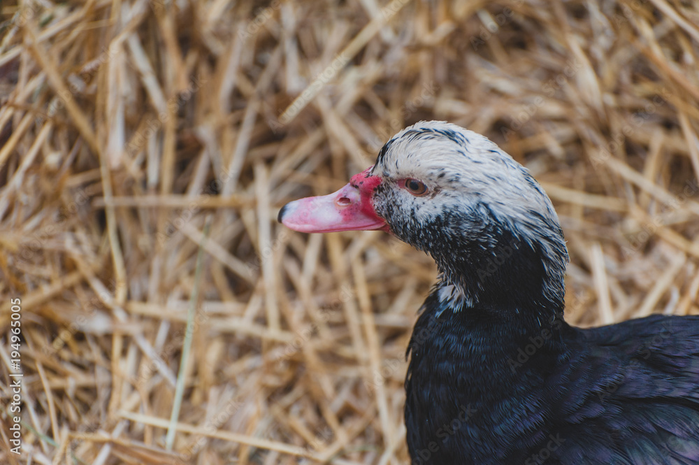 Obraz premium Black and white duck on straw background. Rustic life.