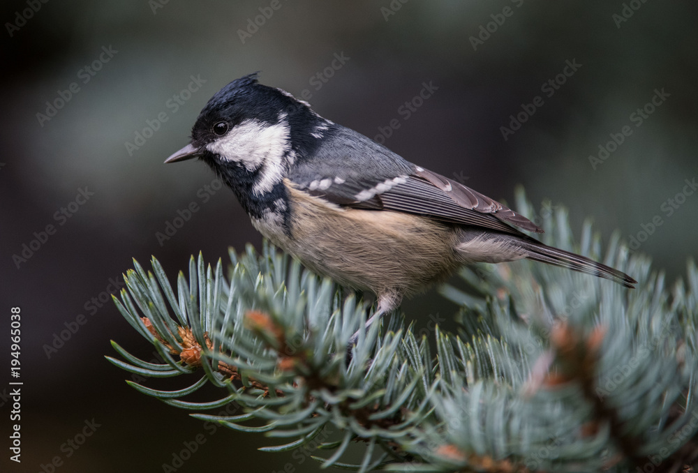 Sosnówka, sikora sosnówka (Periparus ater) Sosnówka, sikora sosnówka (Periparus ater)