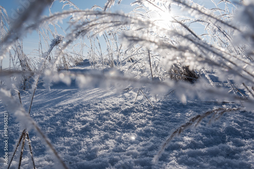 Hoarfrost on dry grass in cold winter morning.