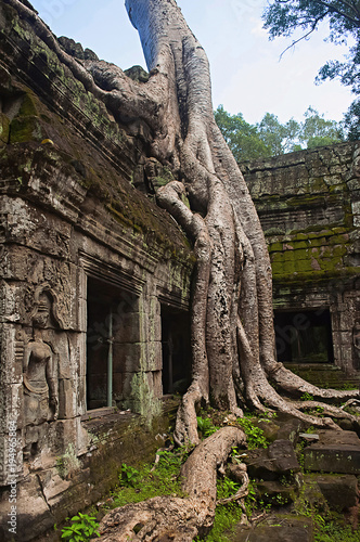 Ta Prohm, Angkor, Cambodia. Jungle temple with massive trees growing out of its walls
