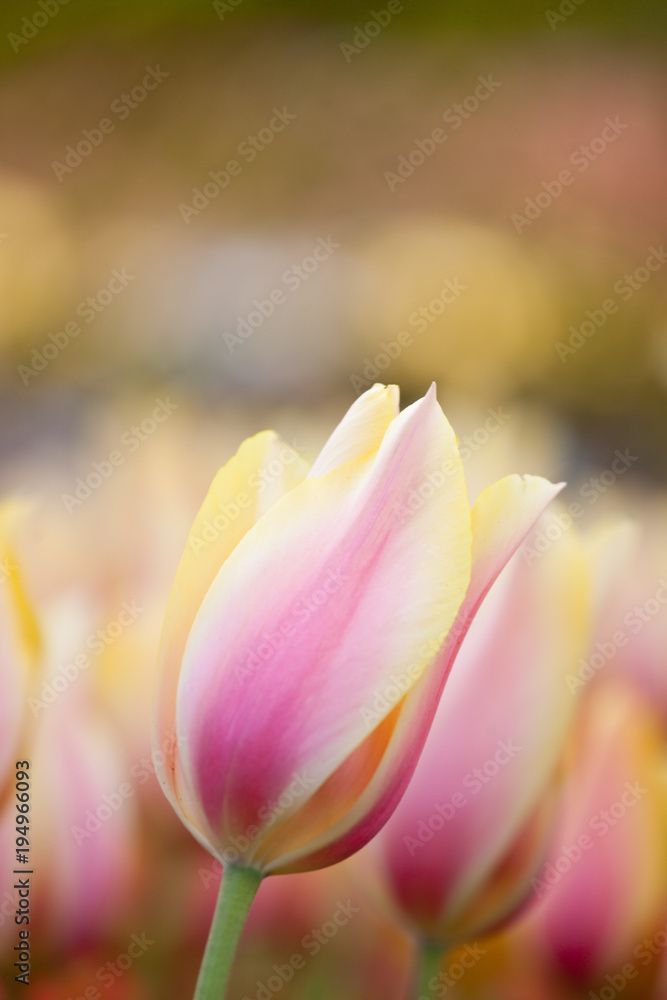 Fototapeta premium Blushing Beauty tulips blooming