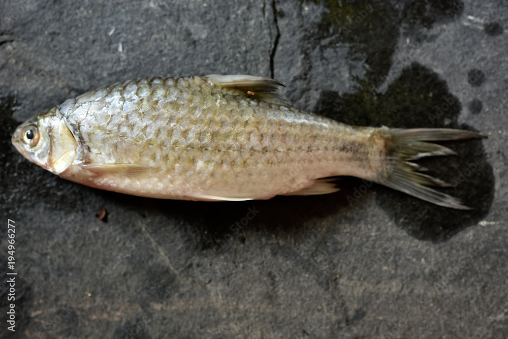 Obraz premium Delicious fresh fish on stone