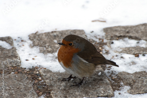 Robin standing on a path with snow