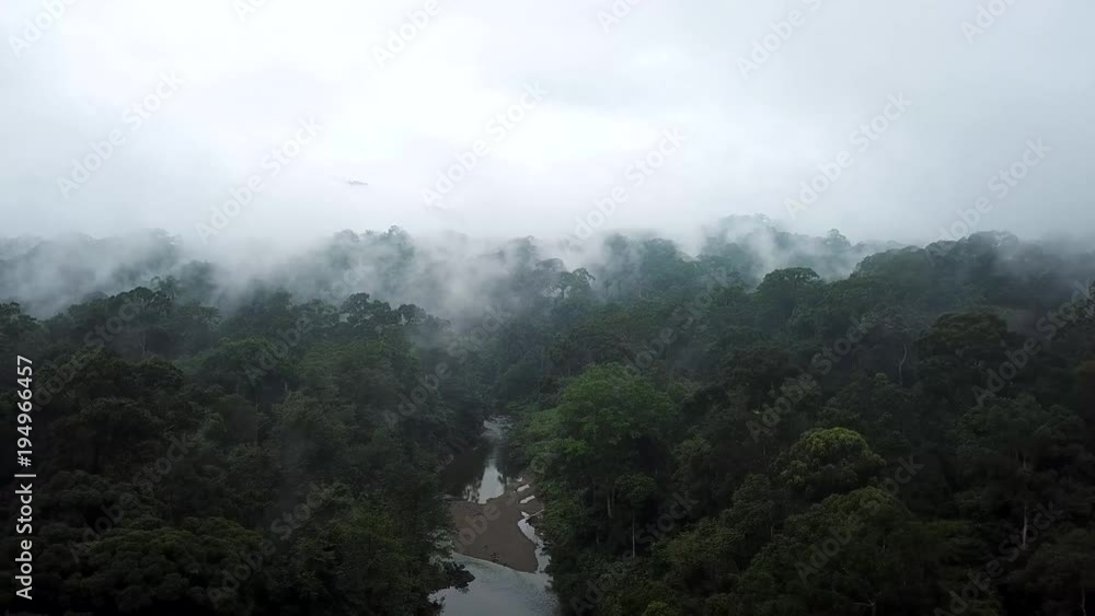 Aerial of Tropical Rainforest Dipterocarp Trees Aerial of Tropical Rainforest Dipterocarp Trees