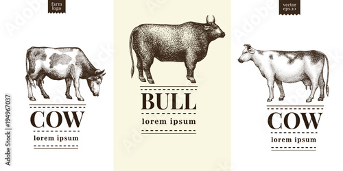 Graphical cow and bull silhouette, hand drawn vintage illustrations. Vector set with three logo templates.