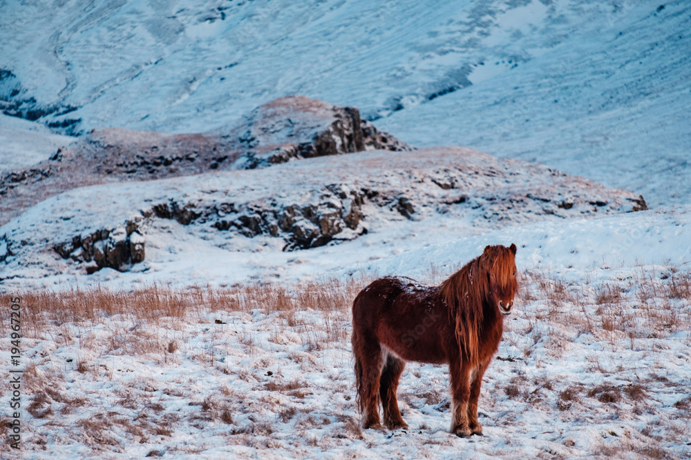 Obraz premium Typical Icelandic hairy horse grazing in snow blizzard. Iceland breed horse in wintertime in hard conditions snowy freezing winter at Iceland.