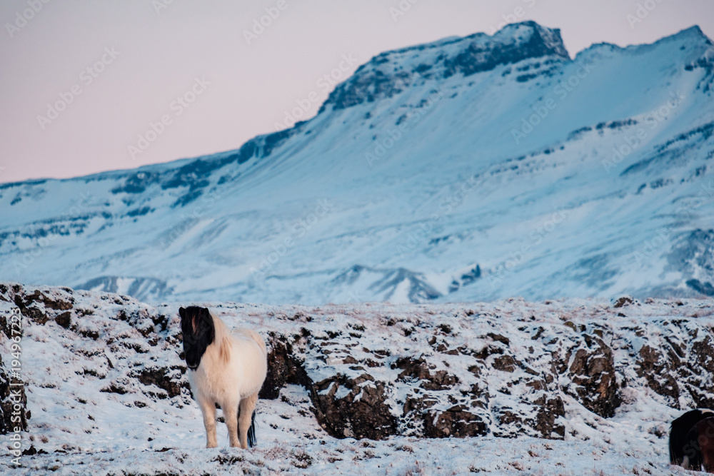 Obraz premium Typical Icelandic hairy horse grazing in snow blizzard. Iceland breed horse in wintertime in hard conditions snowy freezing winter at Iceland.