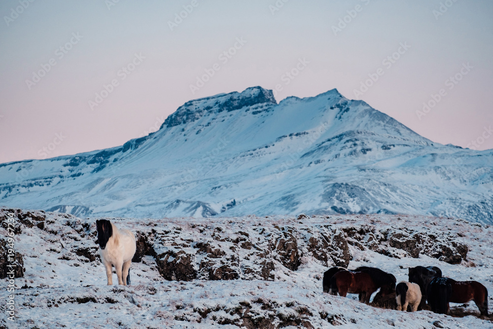 Obraz premium Typical Icelandic hairy horse grazing in snow blizzard. Iceland breed horse in wintertime in hard conditions snowy freezing winter at Iceland.