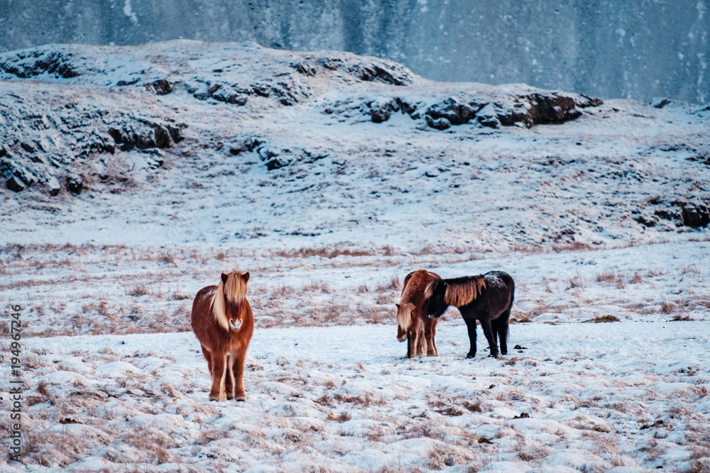 Fototapeta premium Typical Icelandic hairy horse grazing in snow blizzard. Iceland breed horse in wintertime in hard conditions snowy freezing winter at Iceland.
