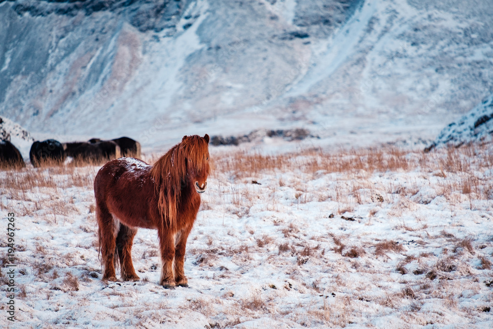 Obraz premium Typical Icelandic hairy horse grazing in snow blizzard. Iceland breed horse in wintertime in hard conditions snowy freezing winter at Iceland.