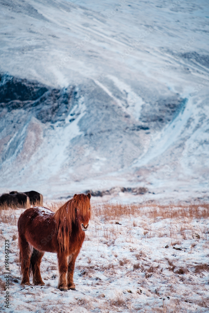 Obraz premium Typical Icelandic hairy horse grazing in snow blizzard. Iceland breed horse in wintertime in hard conditions snowy freezing winter at Iceland.