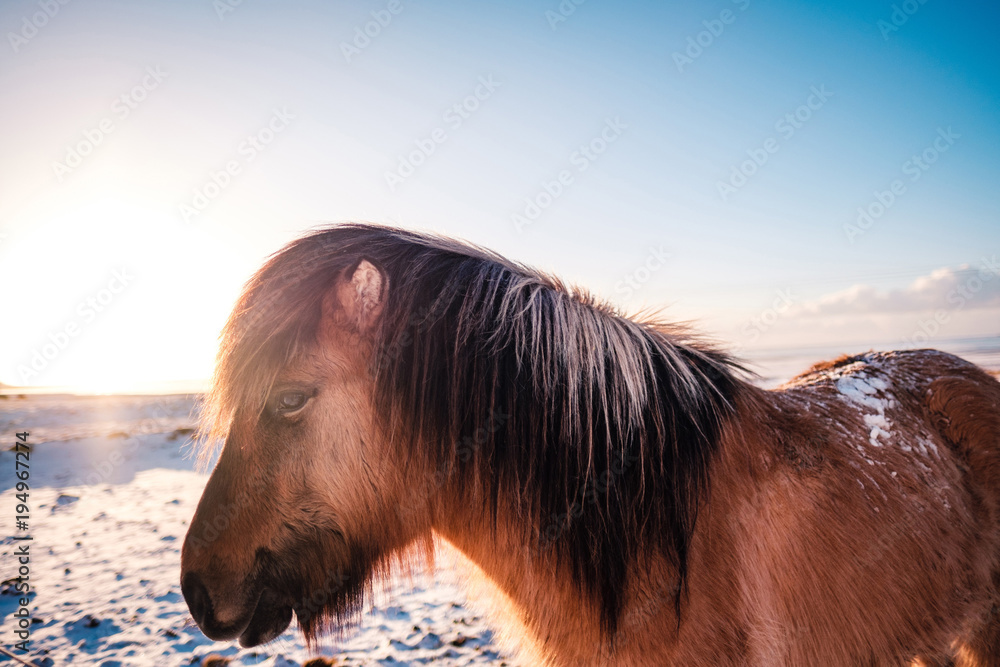 Obraz premium Typical Icelandic hairy horse grazing in snow blizzard. Iceland breed horse in wintertime in hard conditions snowy freezing winter at Iceland.