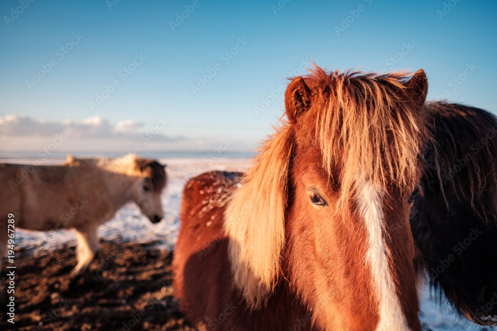 Fototapeta premium Typical Icelandic hairy horse grazing in snow blizzard. Iceland breed horse in wintertime in hard conditions snowy freezing winter at Iceland.