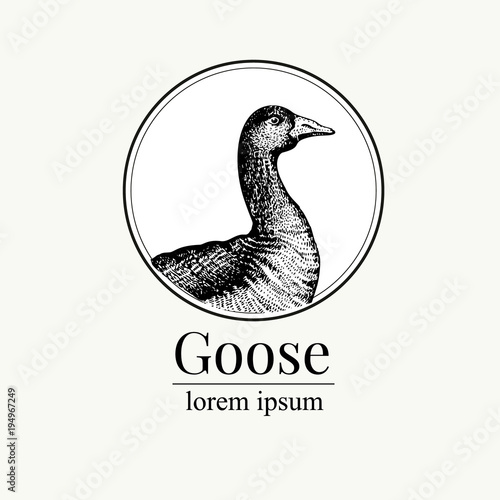 Vector hand drawn goose illustration. Retro engraving style. Sketch farm animal drawing. Duck logo template. photo