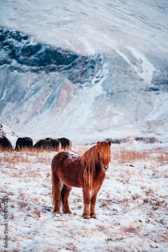 Obraz na plátně Typical Icelandic hairy horse grazing in snow blizzard