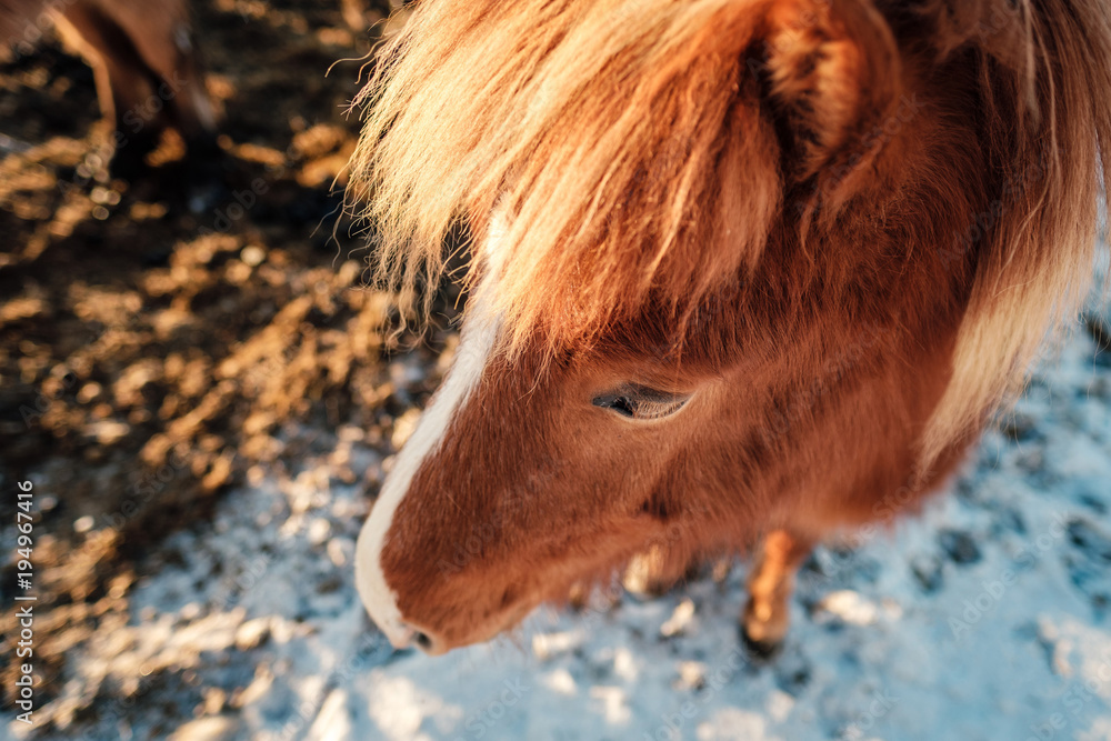 Obraz premium Typical Icelandic hairy horse grazing in snow blizzard. Iceland breed horse in wintertime in hard conditions snowy freezing winter at Iceland.