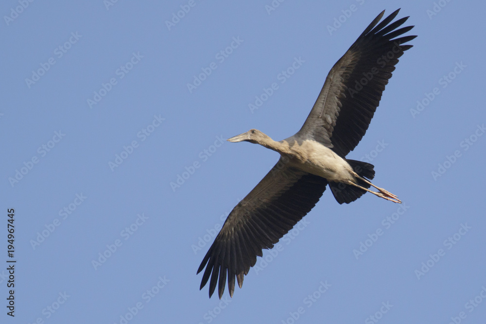 Image of an Asian openbill stork(Anastomus oscitans) flying in the sky. Bird, Wild Animals. Image of an Asian openbill stork(Anastomus oscitans) flying in the sky. Bird, Wild Animals.