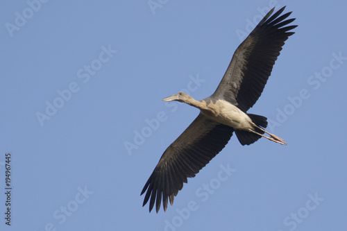 Image of an Asian openbill stork(Anastomus oscitans) flying in the sky. Bird, Wild Animals. © yod67