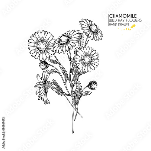Hand drawn wild hay flowers. Chamomile or daisy flower. Vintage engraved art. Botanical illustration. Good for cosmetics, medicine, treating, aromatherapy, nursing, package design, field bouquet.