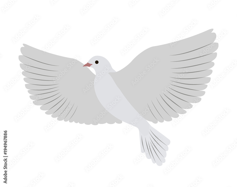 Gorgeous White Dove Flies and Spreads Large Wings Gorgeous White Dove Flies and Spreads Large Wings
