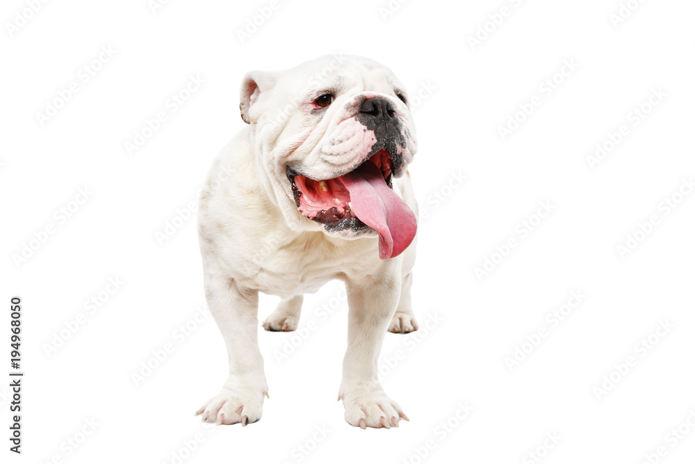 Portrait of a English bulldog, standing isolated on white background