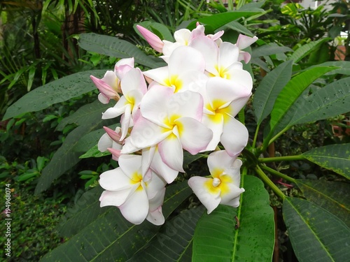 Frangipani Plumeria Pagodenbaum photo