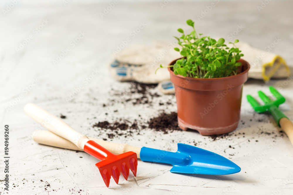 seedlings of forget-me-not flower in a plastic pot and gardening tools, focus in the front seedlings of forget-me-not flower in a plastic pot and gardening tools, focus in the front