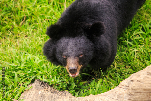 Closeup Black Bear Stands on Grass in Zoo
