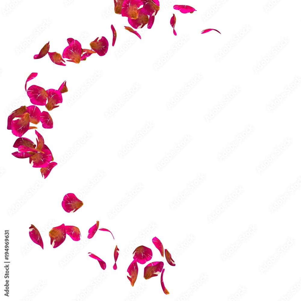 Red rose petals fly in a circle. The center free space for Your photos or text Red rose petals fly in a circle. The center free space for Your photos or text