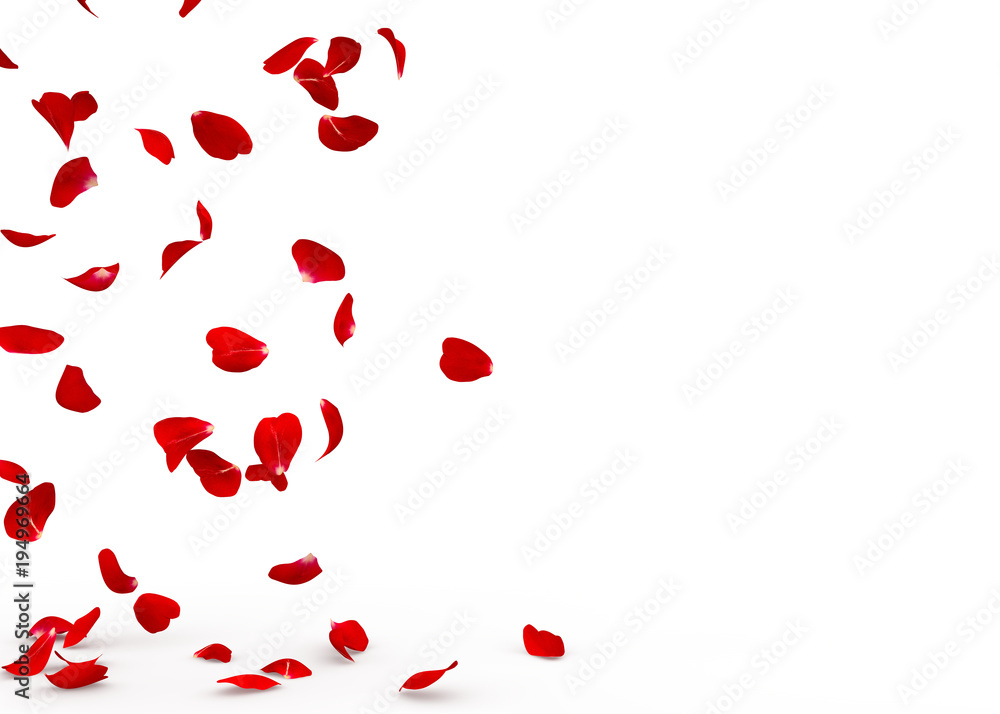 Rose petals fall to the floor