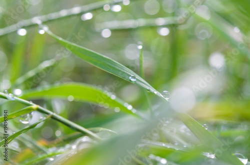 Fresh grass with dew drops close-up.