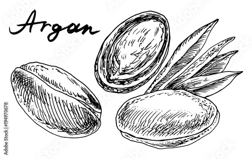 Argan plant.Vector hand drawn graphic illustration.