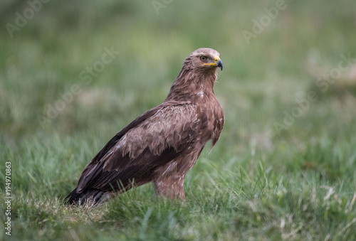 lesser spotted eagle Orlik krzykliwy Aquila pomarina (Clanga pomarina)