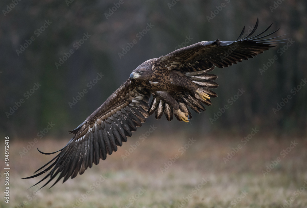 Fototapeta premium White-tailed Eagle bielik Haliaaetus albicilla