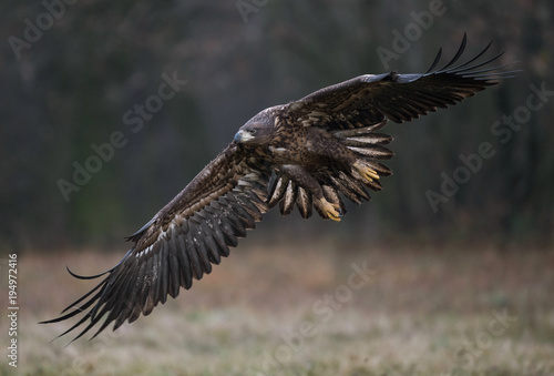 White-tailed Eagle bielik Haliaaetus albicilla © Slawomir