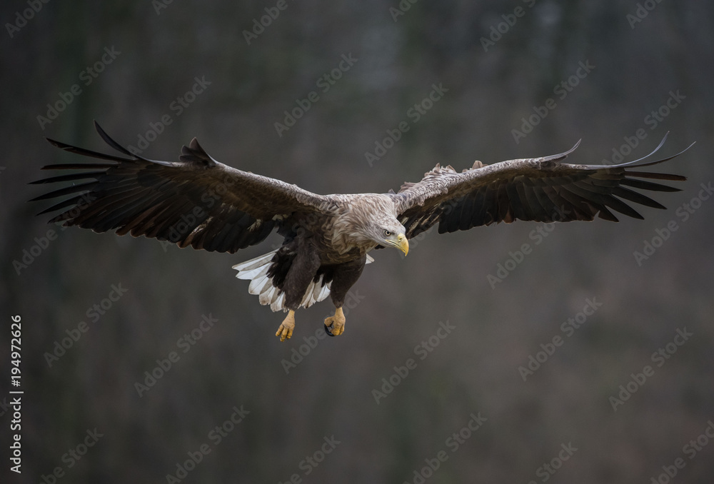 Fototapeta premium White-tailed Eagle bielik Haliaaetus albicilla