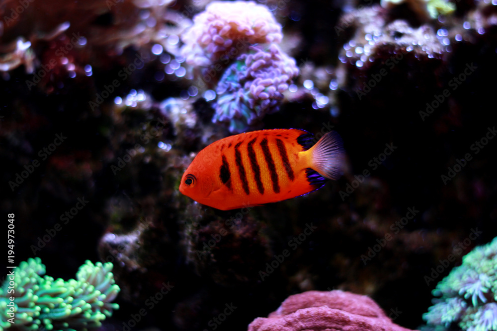 Flame Angelfish in reef tank