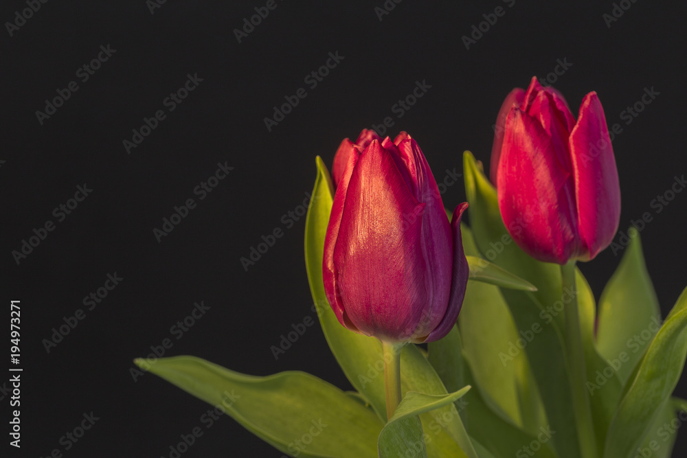 Fototapeta premium Rote Tulpen vor einem schwarzen Hintergrund