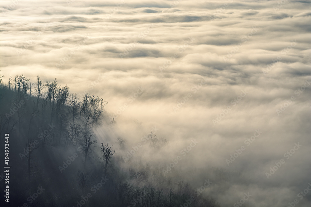 Low clouds covering valley and coming into black forest on a hill slope Low clouds covering valley and coming into black forest on a hill slope