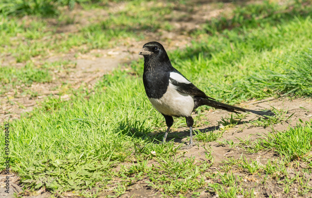 Outdoor portrait of magpie (Pica pica) bird standing on the ground and being a guard for the family Outdoor portrait of magpie (Pica pica) bird standing on the ground and being a guard for the family