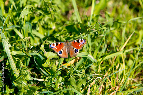 Butterfly of peacock eye in the grass