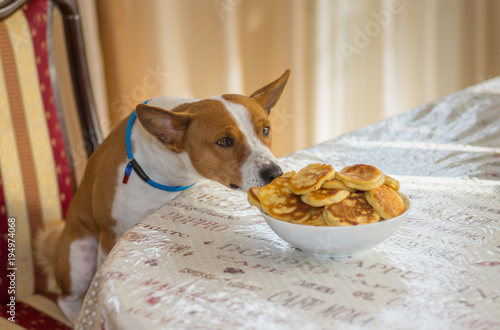 Basenji dog sitting on a chair at dinner table and trying to steal yummy pancakes photo