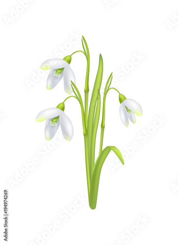 Snowdrop Galanthus Bell Shaped Flower Vector Icon