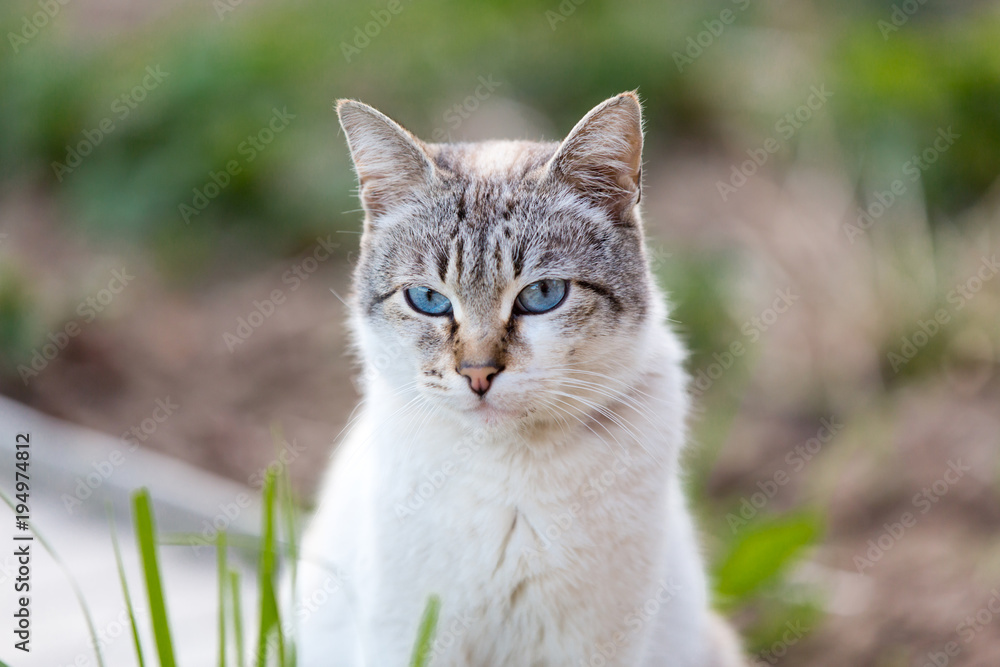 Cute blue-eyed cat walking outdoors