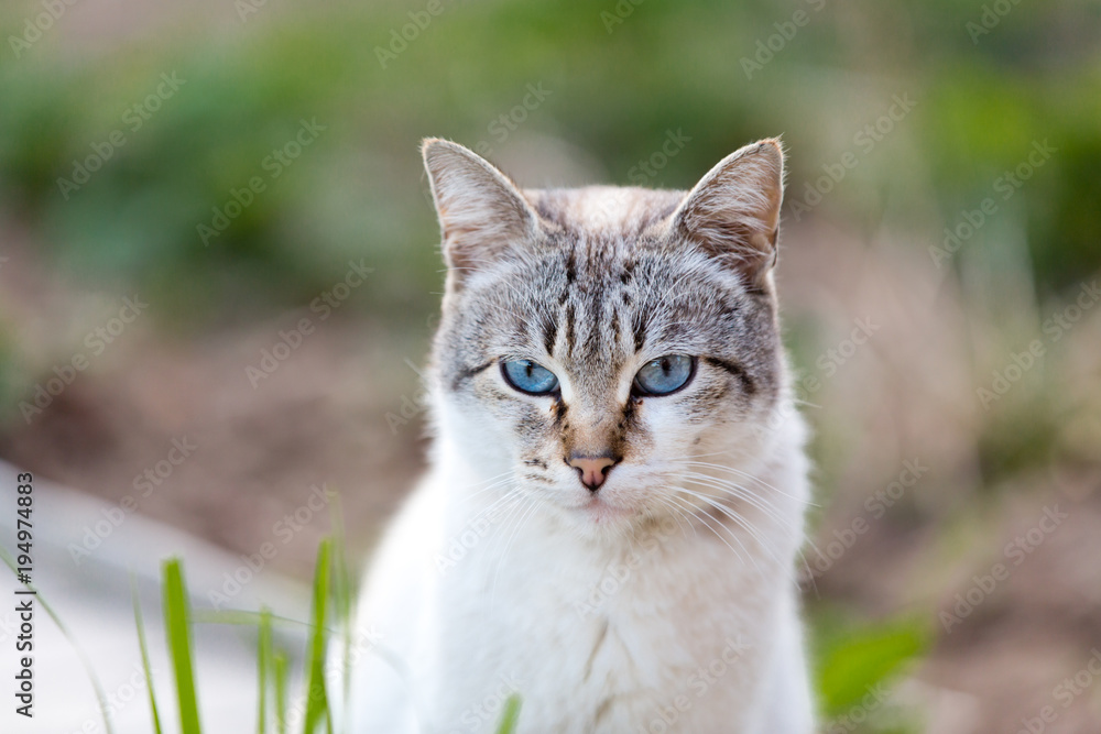 Cute blue-eyed cat walking outdoors Cute blue-eyed cat walking outdoors